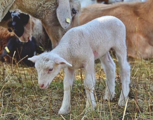 ayudas agricultores y ganaderos coronavirus