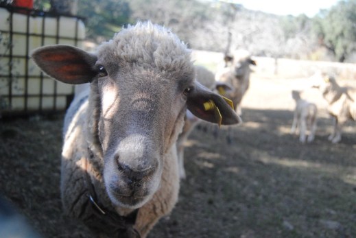 Lengua azul focos España