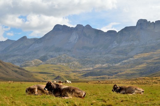 Ganadería Estrategia Metano