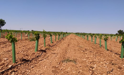 Reestructuración de viñedo