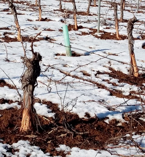 Daños de Caza en los cultivos