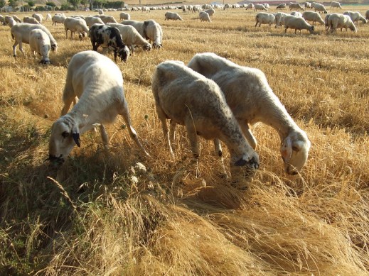 Zonas restringidas lengua azul 2021