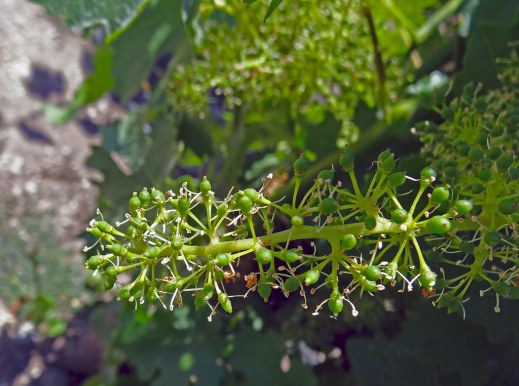 Vendimia en verde 2021