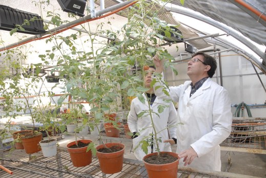 Nuevos transgénicos